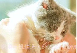 猫咪社区在线v1.0.7截图