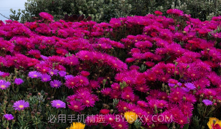墨绿剪影v1.9截图