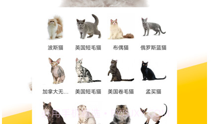 有只宠物v1.0.8截图