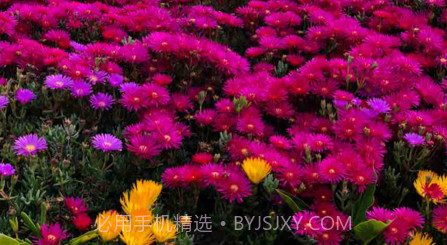 柠檬分身相机v1.9截图