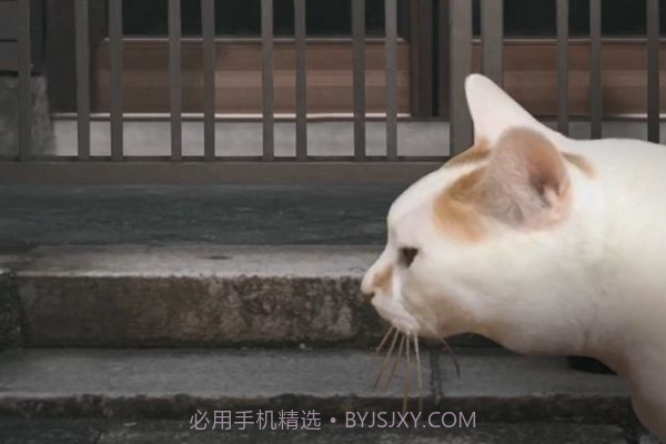 猫的一天怪奇谭（全剧情存档）完整版1.4.12截图