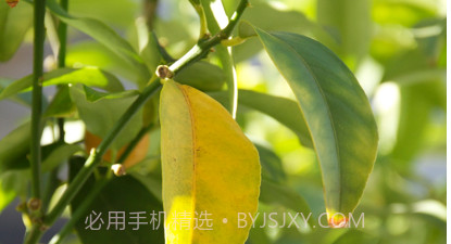 享恋爱v1.10截图