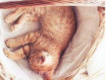 猫咪社区app旧版v1.0.5截图