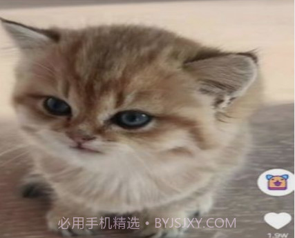 喵喵撸猫v1.15截图