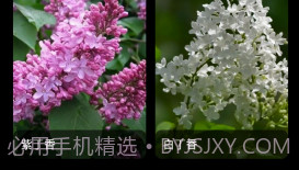 丁香花瓣v1.9截图
