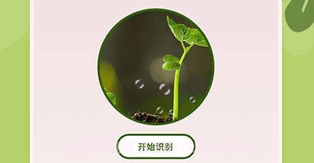 小兰君养花大师v1.10截图