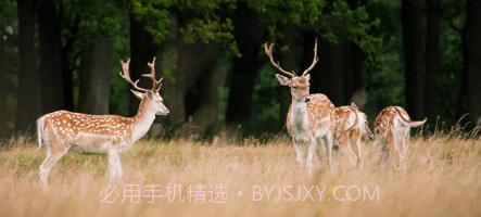 万鹿王v1.7截图