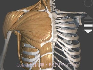 艺术家之3d解剖图v4.3.5截图