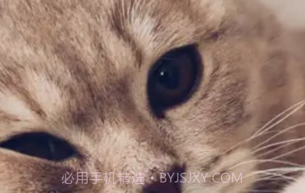 爱猫物语宠物店2023v3.43.9截图