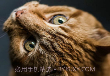 4D壁纸v1.8截图