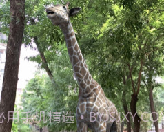拍拍鹿v1.2.15截图
