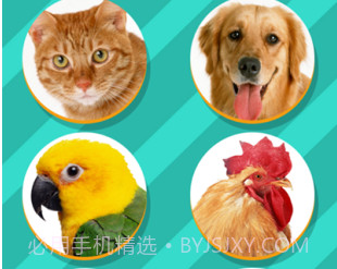 pettranslatorv1.11截图