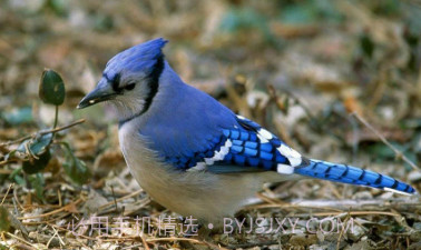 蓝色周壁纸v1鐎瑰宕渧1.7截图