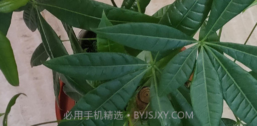 拍图识物v1.1.11截图