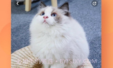 宠酱(安全购猫渠道)V1.2.1 安卓最新版V1.2.9截图