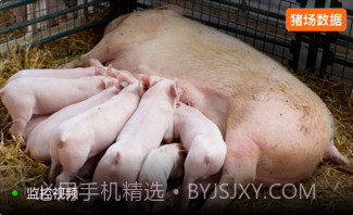 正大猪博士v4.6.13截图