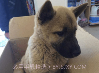 宠爱社安卓v0.0.11截图