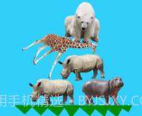 动物叠叠乐v8.19截图