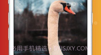 形色识鸟V1.17截图