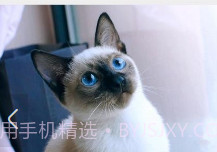 猫咪之家v1.22截图