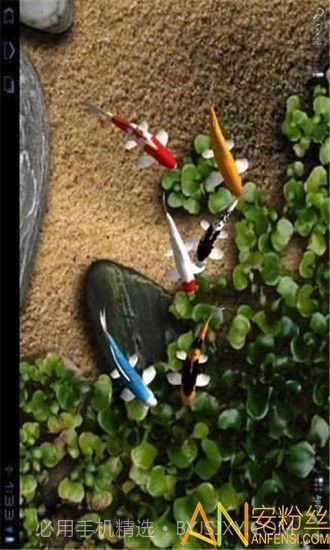 自由锦鲤动态壁纸截图4