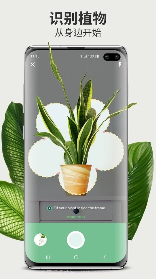 Blossom植物识别截图2