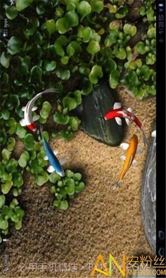 自由锦鲤动态壁纸截图2