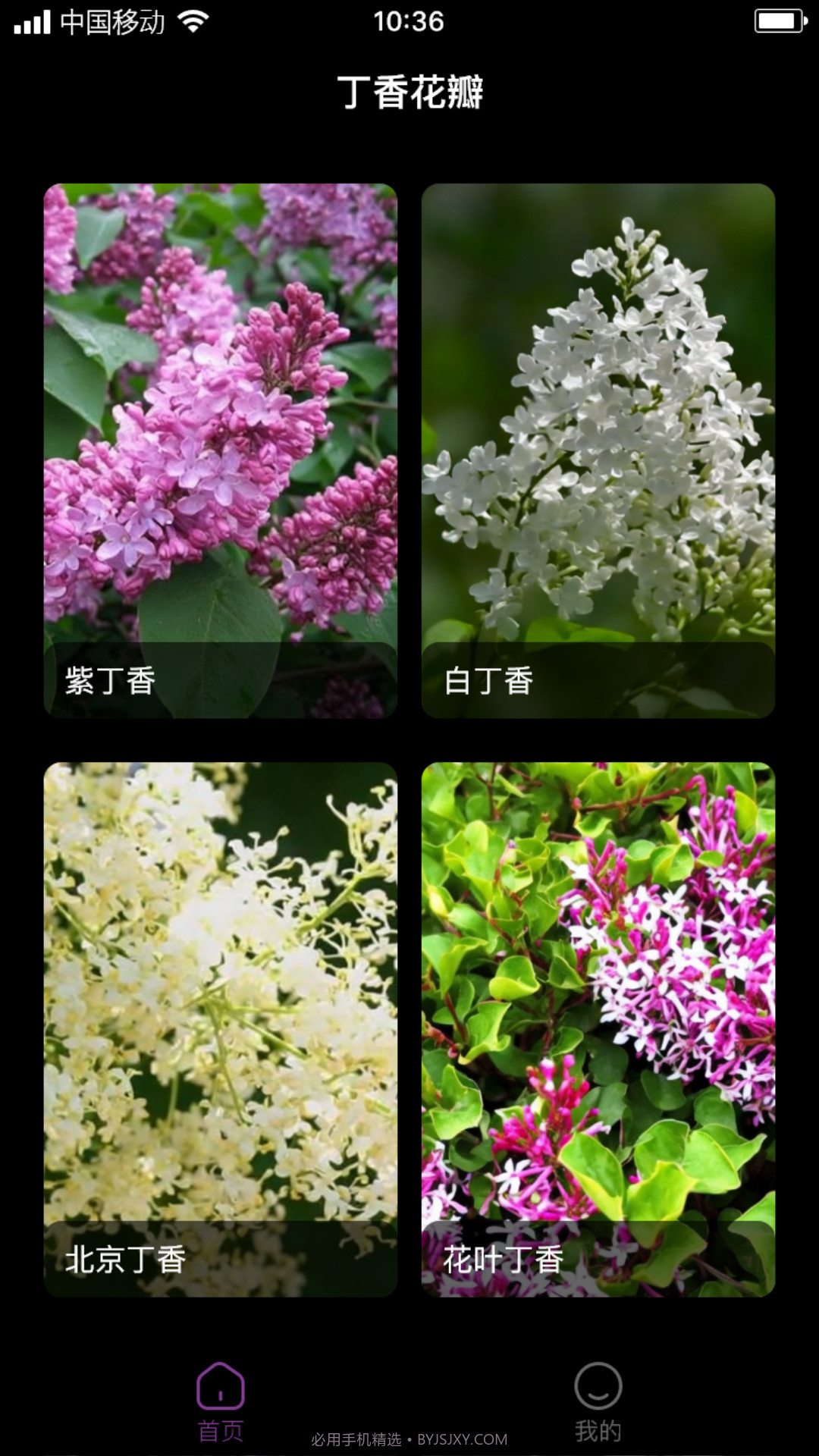 丁香花瓣截图3 丁香花瓣截图3