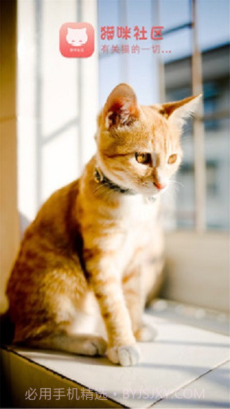 猫咪社区截图2