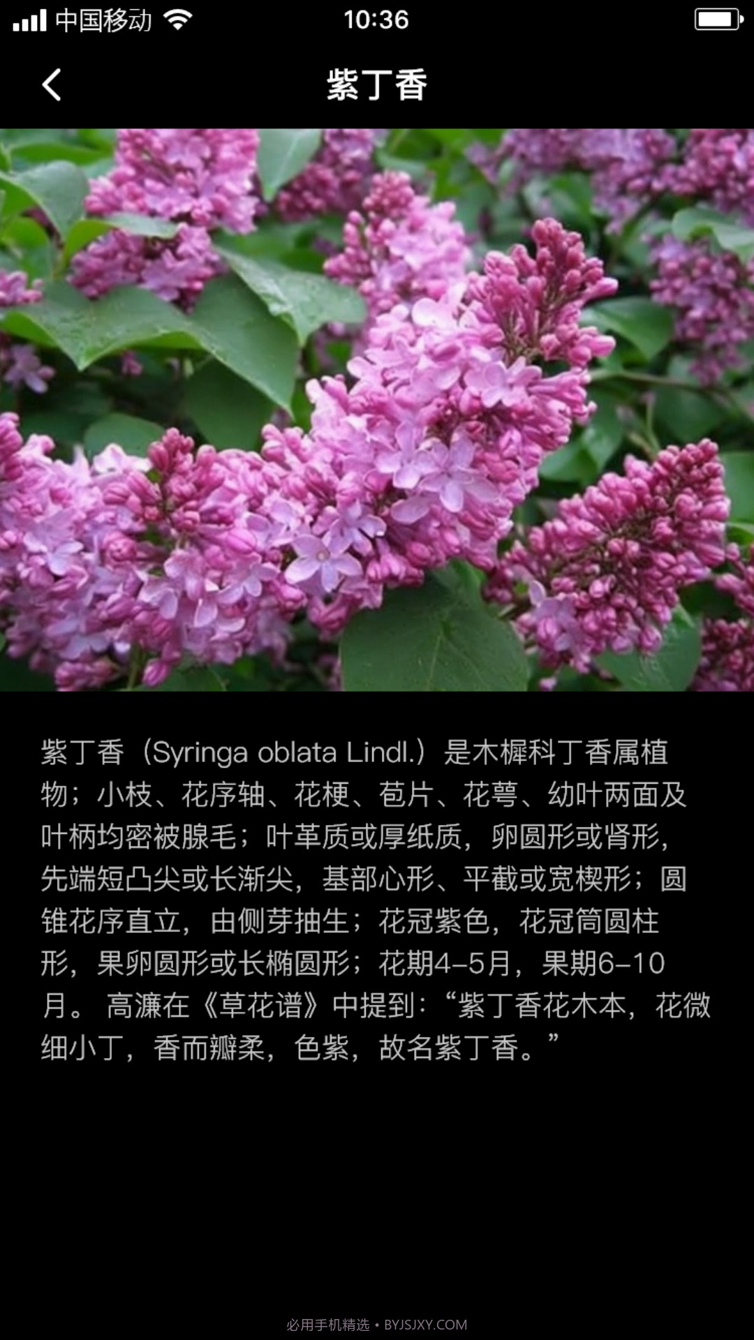 丁香花瓣截图1 丁香花瓣截图1