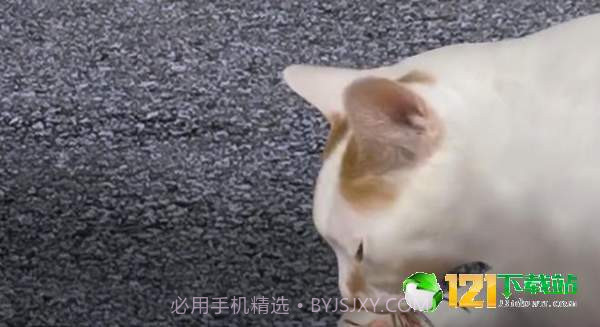 猫头怪谈截图1