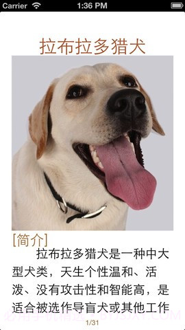 世界名犬大全截图1