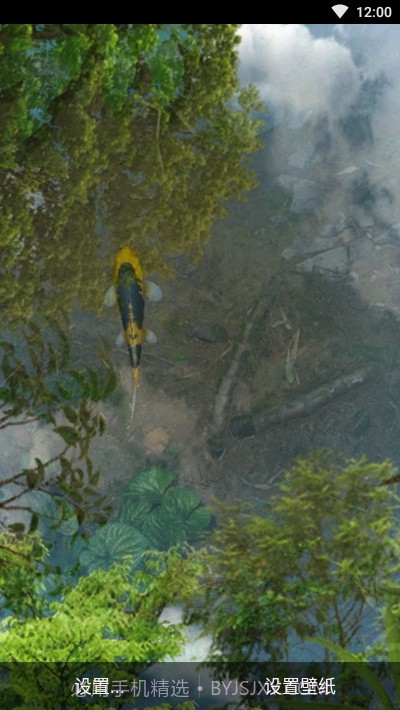 鱼池动态壁纸截图4 鱼池动态壁纸截图4