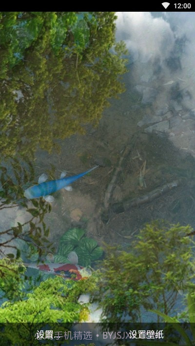 鱼池动态壁纸截图2 鱼池动态壁纸截图2