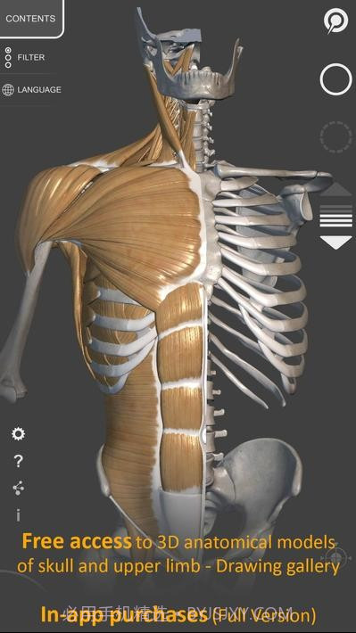 艺术家之3d解剖图截图1 艺术家之3d解剖图截图1