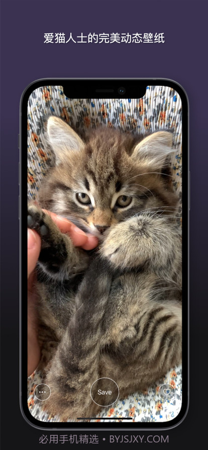 猫动态壁纸截图3