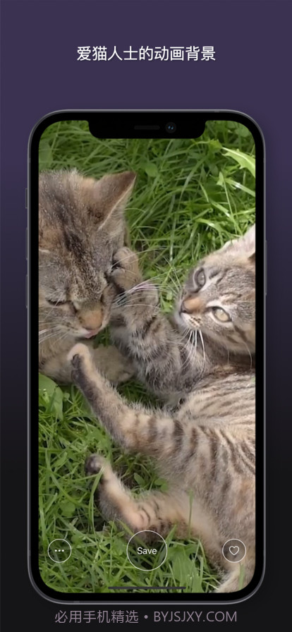 猫动态壁纸截图10