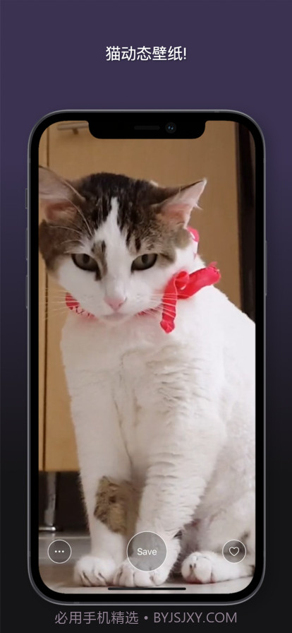 猫动态壁纸截图9