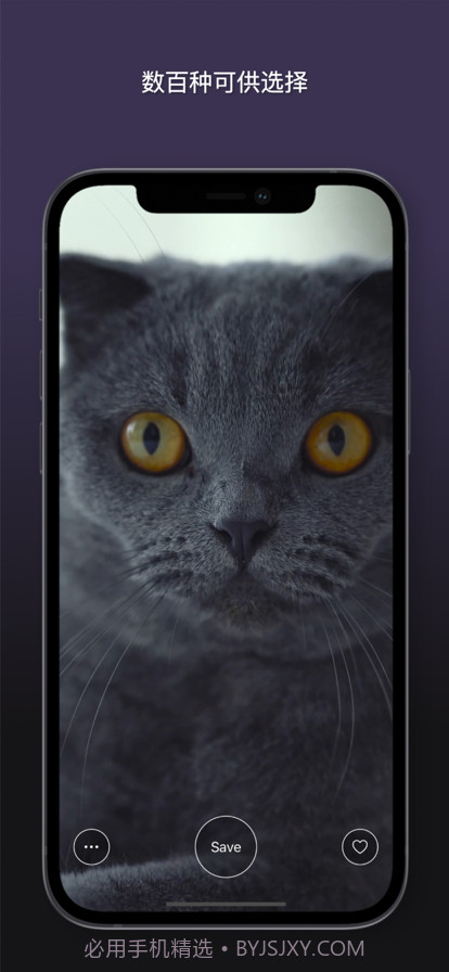 猫动态壁纸截图6