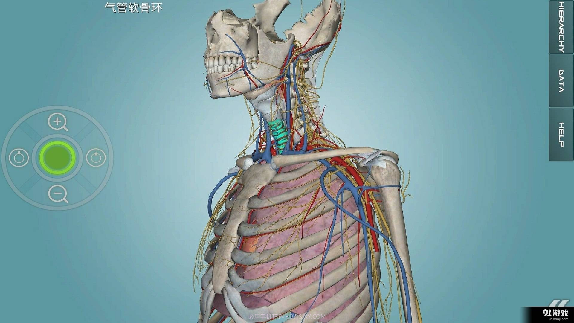人体解剖学图集截图5 人体解剖学图集截图5