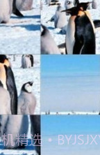 企鹅拼图游戏截图3 企鹅拼图游戏截图3