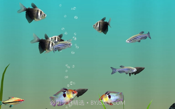 我的水族箱3d截图2 我的水族箱3d截图2