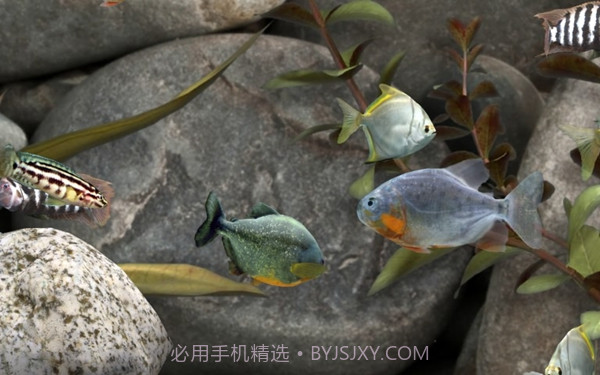 我的水族箱3d截图1 我的水族箱3d截图1