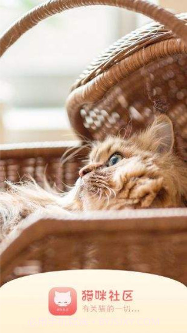 猫咪APP最新版截图2