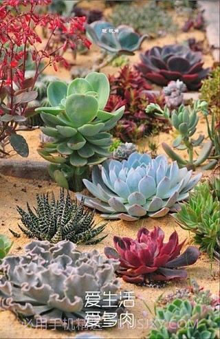 多肉植物软件截图2 多肉植物软件截图2