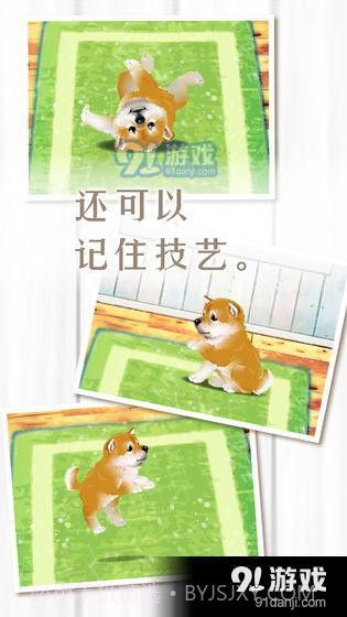 养育柴犬的治愈游戏截图4