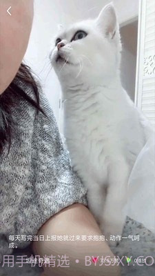 猫咪小视频截图3