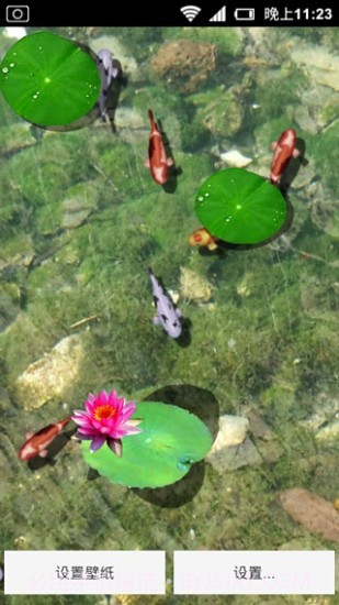 3D养金鱼动态壁纸截图2