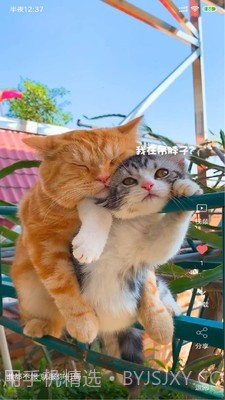 安果视频壁纸截图1